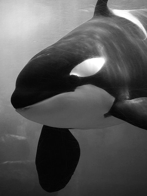 Orca in Schwarz-Weiß